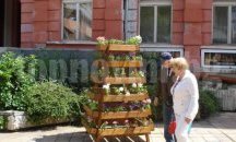 450 летни цветя радват гражданите в центъра на Плевен