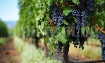 Жандармерия започва да патрулира по лозята в Пазарджишко