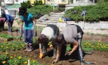 40 000 летни цветя ще радват плевенчани през топлия сезон