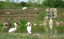 Община Добрич кани децата на конкурс „Моята зелена идея“