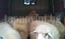 Конфискуваха 8 животни без никакви документи в Търговище