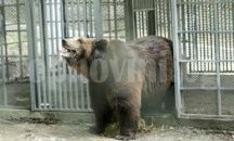 Зъболекари преглеждат мечките в Белица