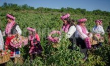 До 4 лв. за килограм розов цвят искат в Казанлъшко
