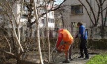 Над 560 опасни дървета са окастрени в Плевен