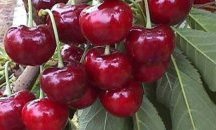 33 са пунктовете за изкупуване на череши в Сливен