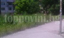 Гражданите се притесняват от змии във високите треви в Добрич, Общината обещава скоро да се окоси