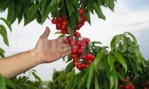 80% от реколтата на ранните череши в Шуменско е провалена