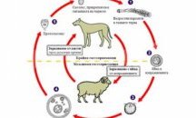 РЗИ-Плевен информира за опасност от кучешка тения