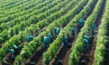Дебнат за нелегални сезонни работници