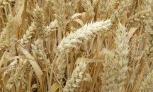 Нови сортове представя Добруджанският земеделски институт