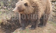 Мечешка сватба стягат в зоопарка в Добрич
