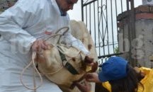 В Ловеч предприемат спешни мерки за предотвратяване на епидемия от нодуларен дерматит