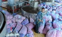 Американци разкриват 80 работни места в нова дестилерия за етерични масла в Добрич