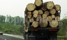 Засякоха два камиона със 7,5 кубика незаконна дървесина