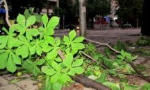 Пожарната се включи в отстраняване на последиците от бурята в Русе