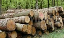Разследват незаконна сеч на бял бор и бук