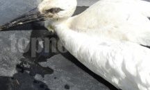 От РИОСВ-Шумен спасиха бял щъркел в с. Камбурово