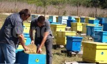 Измряха пчелни семейства в Димитровградско заради зараза по кравите