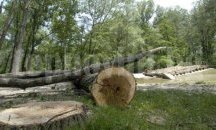 Два случая на незаконна сеч в област Добрич