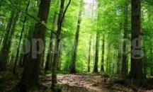 Североизточно държавно предприятие ще залеси 1135 дка нови гори