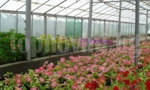 Оранжерията на общинския "Паркстрой" в Плевен произвела 70 000 летни цветя