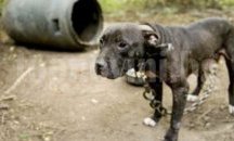 Разследват боеве с кучета в Казанлък
