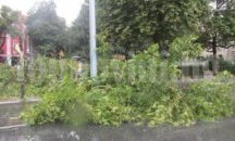 Порой със силен вятър повали дървета и изпочупи витрини в Асеновград