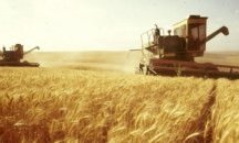 Започна жътвата на ечемик в област Добрич