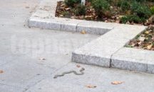 Змия влезе в дома на пловдивчанка