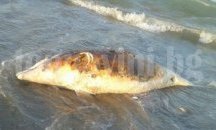 Десет мъртви делфина са открити през тази година по Южното Черноморие