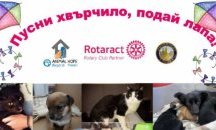 Благотворителна акция в помощ на бездомните животни в Пловдив