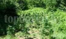 Хванаха наркопроизводители в планински имот