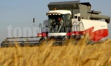 Жътвата на пшеницата в област Добрич започна с добив от 539 кг/дка