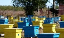 Пчелари от Димитровградско искат компенсация от държавата