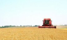 Жътвата на ечемика в Разградско е към края си