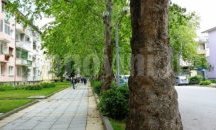 Близо 100 чинара в Силистра ще бъдат отсечени и заменени с паркоместа и храсти