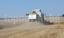 Във всички общини от област Добрич прибират пшеничната реколта