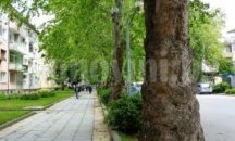 МРРБ разпореди проверка на проекта за изсичане на близо 100 чинара в Силистра