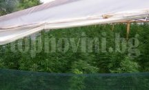 Унищожиха 820 килограма канабис