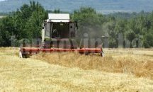 Завърши жътвата на ечемика в Разградско