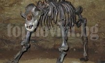 Мечка избяга от зоопарк в Димитровград