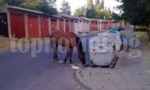 Баскетболният "Спартак"/Плевен/ посреща Ямбол в последния си мач за годината