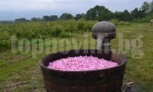 1600 кг розово масло са произведени в Казанлъшко