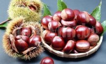 Подновяват кестеновите гори в Брежани