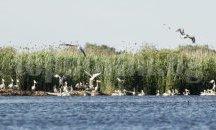 Пеликаните отлитат от Сребърна с поколение