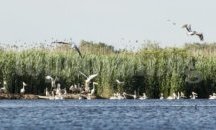 Пеликаните отлитат от Сребърна с поколение