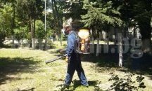 Пръскат срещу цикади в Морската градина