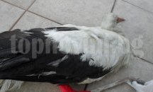 Експерти от екоинспекцията в Шумен спасиха две птици