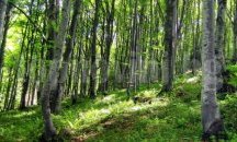Североизточно държавно предприятие стартира процедура за изкупуването на малки частни гори