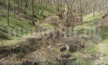 Североизточното държавно предприятие купува малки частни гори